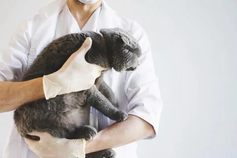 Scottish fold cat at a reception in a veterinary clinic. Stock Photos