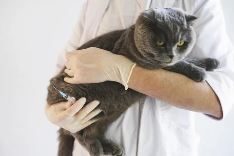 Scottish fold cat at a reception in a veterinary clinic. The gray cat is give Stock Photos
