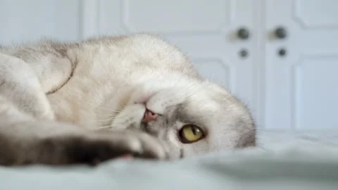 Scottish fold cat relaxes on bed in cozy room during afternoon light.  Scotti Stock-Footage 336670765
