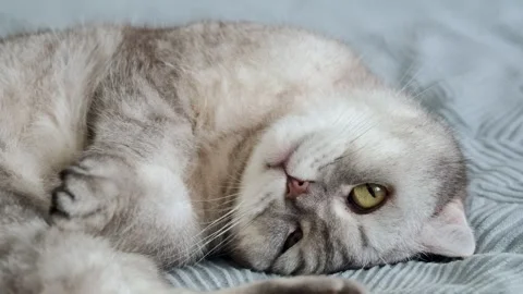 Scottish fold cat relaxes on bed in cozy room during afternoon light.  Scotti Stock-Footage 336670773