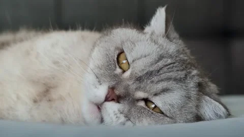 Scottish fold cat relaxes on bed in cozy room during afternoon light.  Scotti Stockbeeldmateriaal 336670778