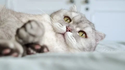 Scottish fold cat relaxes on bed in cozy room during afternoon light.  Scotti Stock-Footage 336670783