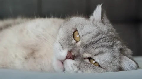 Scottish fold cat relaxes on bed in cozy room during afternoon light.  Scotti Stock-Footage 336670784
