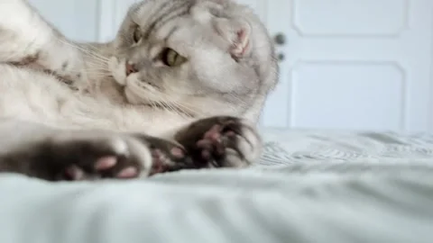 Scottish fold cat relaxes on bed in cozy room during afternoon light.  Scotti Stockbeeldmateriaal 336670789