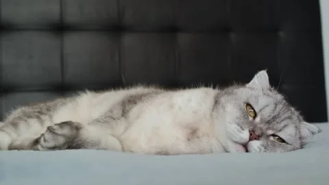 Scottish fold cat relaxes on bed in cozy room during afternoon light.  Scotti Stock-Footage 336670805