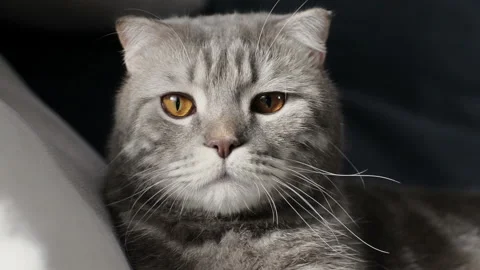 Scottish Fold Cat Resting And Looking At The Camera Stock Footage 104298160