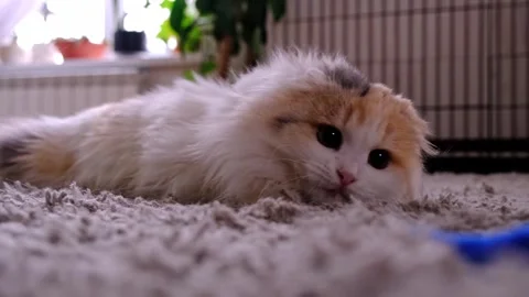 Scottish Fold cat resting with blue worm toy, carpet play, slow motion, enr.. Stock Footage 330309027