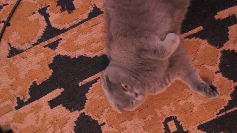 Scottish fold cat resting on the carpet. Large cat looking in the camera Stock Footage 103318116
