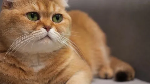 Scottish Fold cat resting, close up. Scottish Fold cat lying Stock Footage 146409033