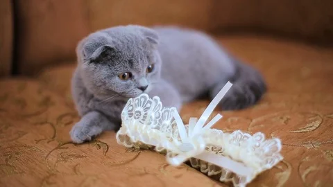 Scottish fold cat resting on the sofa. Funny gray cat Stock Footage 82954989