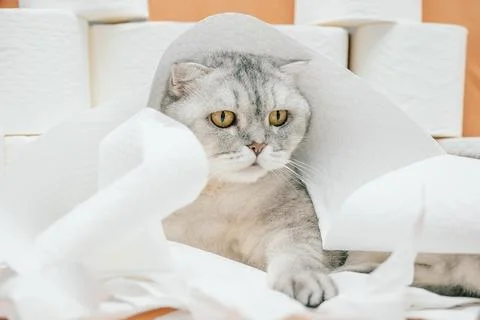 Scottish fold Cat resting on white paper towels in  home setting with light o Stock Photos