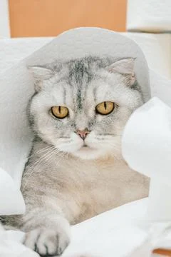 Scottish fold Cat resting on white paper towels in  home setting with light o Stock Photos