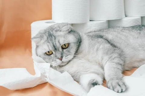Scottish fold Cat resting on white paper towels in  home setting with light o Stock-Fotos