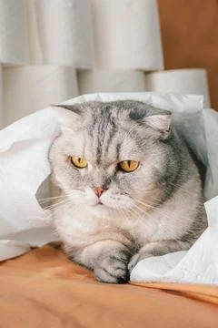Scottish fold Cat resting on white paper towels in  home setting with light o Stock Photos