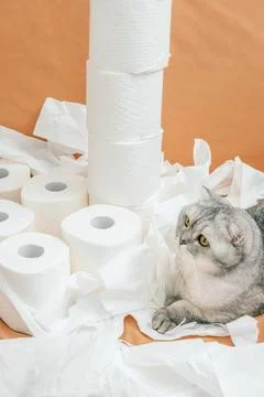 Scottish fold Cat resting on white paper towels in  home setting with light o Stock-Fotos