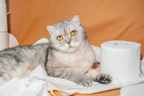 Scottish fold Cat rests among rolls of toilet paper in a living room on a sun Stock-Fotos