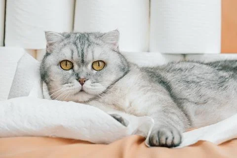 Scottish fold Cat rests among rolls of toilet paper in a living room on a sun Stock Photos