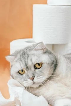 Scottish fold Cat rests among rolls of toilet paper in a living room on a sun Stock Photos