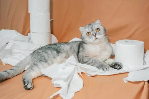 Scottish fold Cat rests on a bed beside rolls of toilet paper while looking a Stock Photos