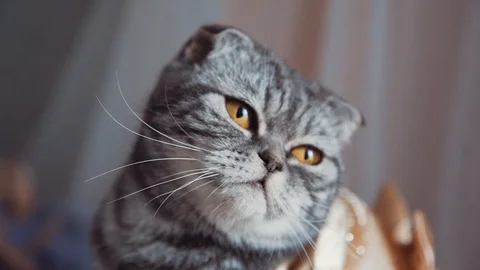 Scottish Fold Cat. Scottish Fold cat shakes his head and blinks. Stock Footage 107256546