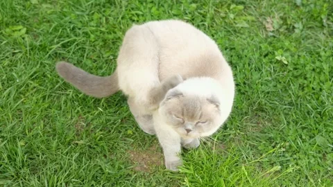 Scottish Fold Cat is scratching itching flea louse bites. Feline itchy ticks Stock Footage 242003606