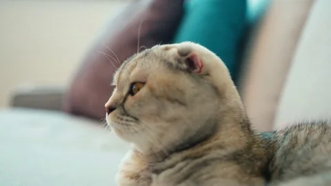 Scottish Fold cat siting on the sofa, his owner sit on the coach and search Stock Footage