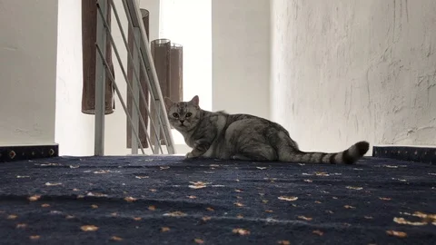 Scottish fold cat sits on a blue carpet Video stock 104134974