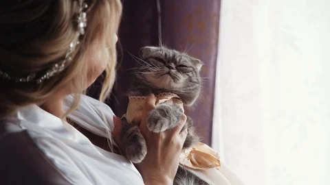 Scottish Fold cat sits on the hands of his mistress. Stock Footage 107256538