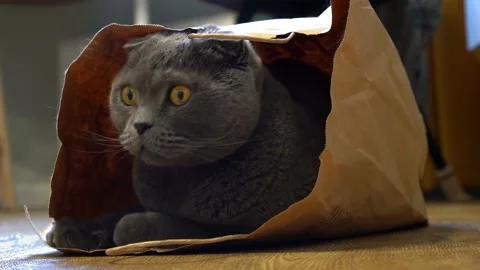 A Scottish fold cat sits in a paper craft bag and watches the sides Stock Footage 143626945