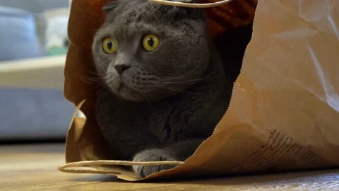 A Scottish fold cat sits in a paper craft bag and watches the sides Stock Footage 143626952