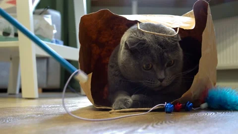 A Scottish fold cat sits in a paper craft bag and plays Stock Footage 143626963