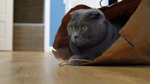 A Scottish fold cat sits in a paper craft bag and watches the sides Stock Footage 143626983