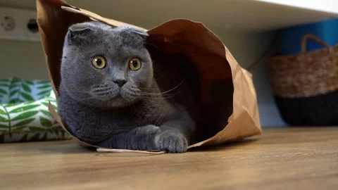 A Scottish fold cat sits in a paper craft bag and watches the sides Stock Footage 143627024