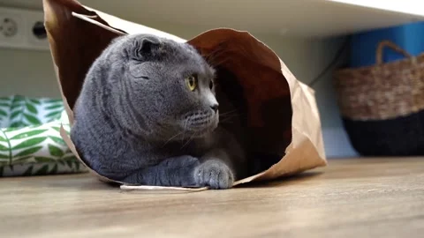 A Scottish fold cat sits in a paper craft bag and watches the sides Stock Footage 143627031