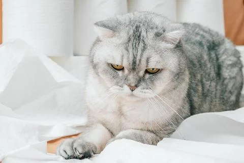 Scottish fold Cat sits on soft surface surrounded by white paper in a home se Stock Photos
