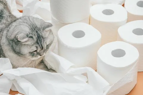 Scottish fold Cat sits on soft surface surrounded by white paper in a home se Foto stock