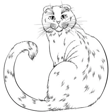 Scottish Fold cat sitting back line art Stock Illustration