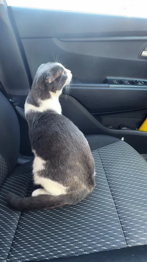 Scottish fold cat sitting on car seat, cozy and calm, pet travel accessories Stock Footage 287459656