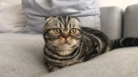 Scottish fold cat sitting on a gray sofa Video stock 119078560