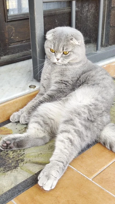 Scottish fold cat sitting on outdoor patio mat yawning and resting. Vidéo 337749383