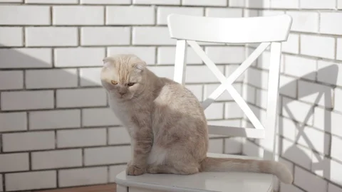 Scottish Fold cat sitting on a white chair and looking at the camera Stock Footage 88541033