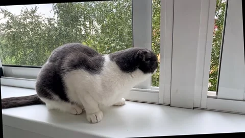 Scottish fold cat is sitting on windowsill, looking outside curiously  Stock Footage 287458693