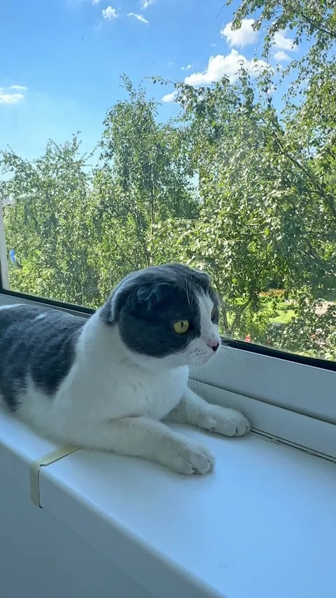 Scottish fold cat is sitting on windowsill, looking outside curiously  Stock Footage 287462242