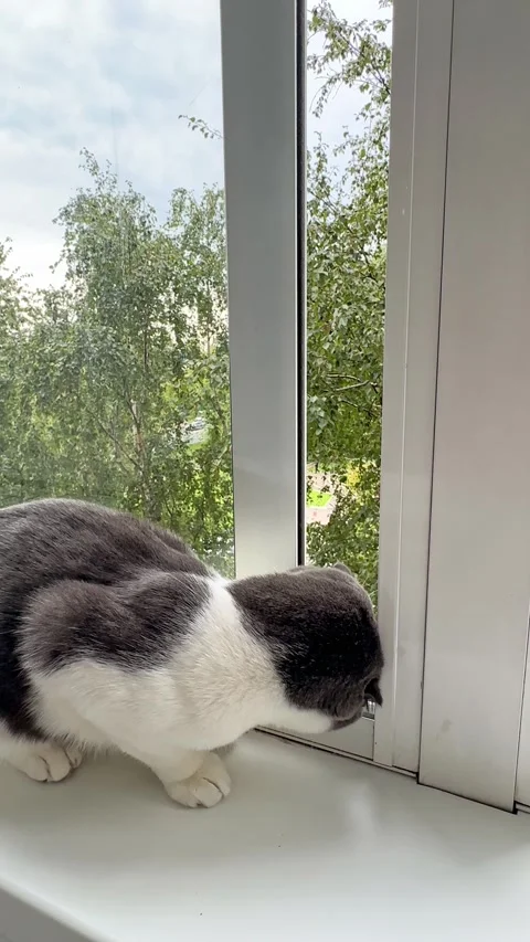 Scottish fold cat is sitting on windowsill, looking outside curiously  Stock Footage 287462403