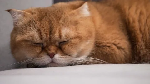 Scottish Fold cat sleeping, close up. Scottish cat resting Stock Footage 146480647