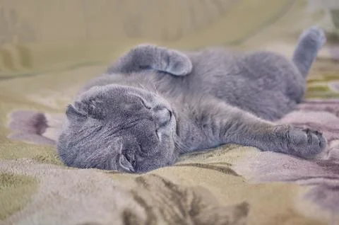 Scottish fold cat sleeping on couch Stock Photos