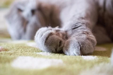 Scottish fold cat sleeping on couch Stock Photos