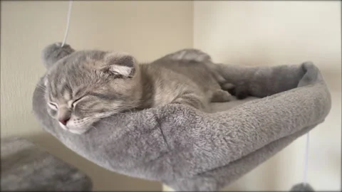 Scottish Fold Cat Sleeping Stock Footage 308858888