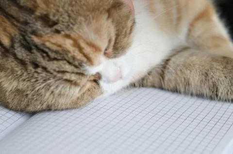 Scottish fold cat sleeping on a notebook Stock Photos