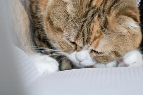 Scottish fold cat sleeping on a notebook Stock Photos